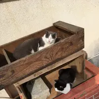 田代島にゃんこ共和国の写真・動画_image_179635