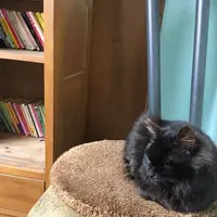 クロネコ堂の写真・動画_image_179639