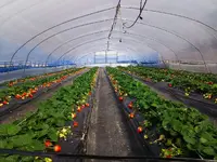 ひろびろ苺ファームの写真・動画_image_179942