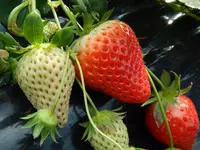ひろびろ苺ファームの写真・動画_image_179944