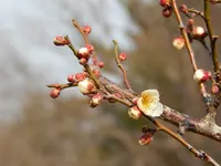 けいはんな記念公園の写真・動画_image_179951