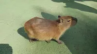 伊豆シャボテン動物公園の写真・動画_image_180101
