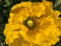 白間津花畑の写真・動画_image_180311