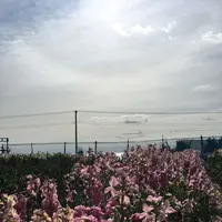 白間津花畑の写真・動画_image_180312