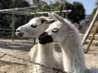 伊豆シャボテン動物公園の写真・動画_image_180578
