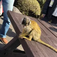 伊豆シャボテン動物公園の写真・動画_image_180579