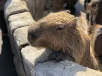 伊豆シャボテン動物公園の写真・動画_image_180580