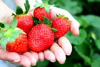 いちごの里の写真・動画_image_181245