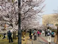 横浜汽車道の写真・動画_image_182183