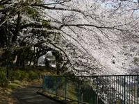 掃部山公園の写真・動画_image_182190