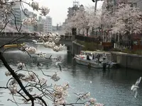 大岡川の写真・動画_image_182201