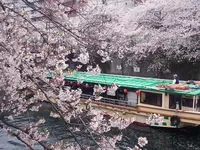 大岡川の写真・動画_image_182202