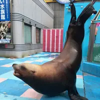 伊勢シーパラダイスの写真・動画_image_182266