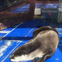 伊勢シーパラダイスの写真・動画_image_182267