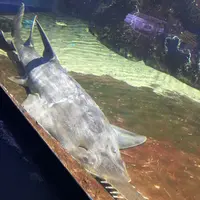伊勢シーパラダイスの写真・動画_image_182861