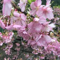 衣笠温泉旅館の写真・動画_image_183326