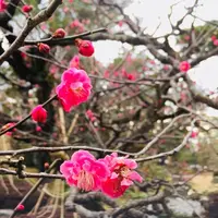 兼六園の写真・動画_image_183497