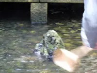熱田神宮の写真・動画_image_184533