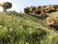 灘黒岩水仙郷の写真・動画_image_184576