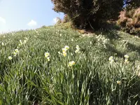 灘黒岩水仙郷の写真・動画_image_184577