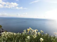 灘黒岩水仙郷の写真・動画_image_184578