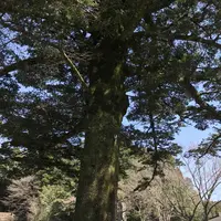 霧島神宮の写真・動画_image_184801