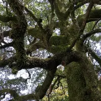 熊野速玉大社の写真・動画_image_184941