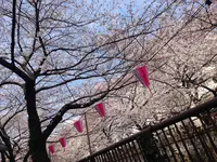 目黒川の写真・動画_image_185012