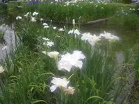 城北公園の写真・動画_image_185166