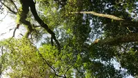 菊池渓谷の写真・動画_image_186148