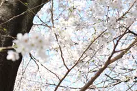 目黒川の写真・動画_image_186415