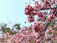 出雲大社の写真・動画_image_186536