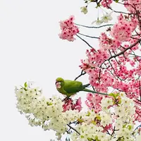 不忍池の写真・動画_image_186605