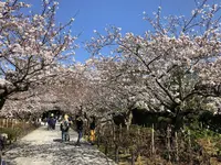 建長寺の写真・動画_image_186659