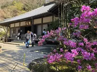 明月院（あじさい寺）の写真・動画_image_186663