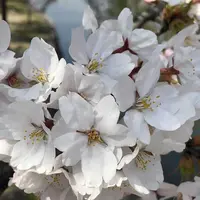 九華公園(桑名城趾)の写真・動画_image_186748