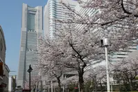 さくら通りの写真・動画_image_186855