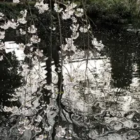 埼玉狭山市広瀬神社の写真・動画_image_186992