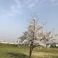 埼玉県狭山市新富士見橋の写真・動画_image_187012