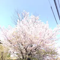 手づくりパンの店 櫻蔵の写真・動画_image_187194