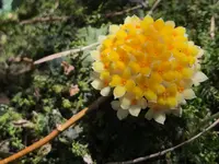 ミツマタの里の写真・動画_image_187288