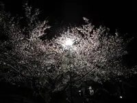 旧岩淵水門の写真・動画_image_187315