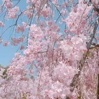 平安神宮の写真・動画_image_187341