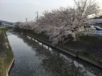 竜田川周辺の写真・動画_image_187367