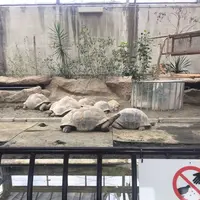大島公園動物園の写真・動画_image_187380
