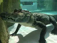 熱川バナナワニ園の写真・動画_image_187403