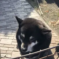 ふれあい民宿椿山の写真・動画_image_187411