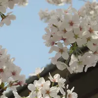 蹴上インクラインの写真・動画_image_187472