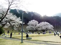 根尾谷淡墨桜の写真・動画_image_187489
