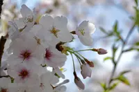 伊豆高原桜並木の写真・動画_image_187524